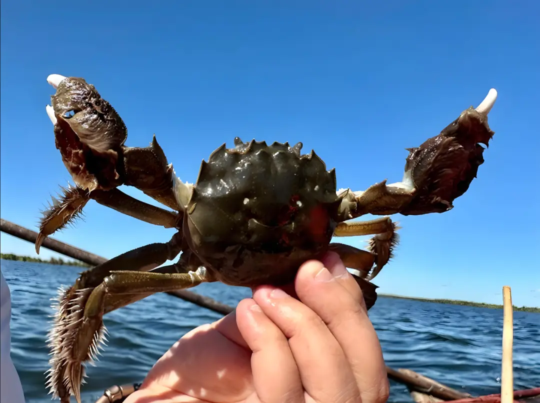 美團即時零售雙軌并行,小象超市扛旗自營